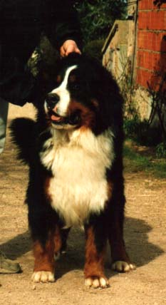 Tom Pouce de la Colline de Rilhat